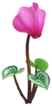 File:Red cyclamen Big Flower icon.png