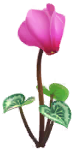 File:Red cyclamen Big Flower icon.png
