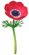 File:Red windflower Big Flower icon.png