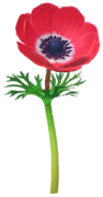 File:Red windflower Big Flower icon.png