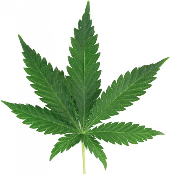 File:Marijuana leaf (real world).jpg