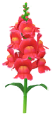 File:Red snapdragon Big Flower icon.png