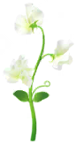 File:White sweet pea Big Flower icon.png