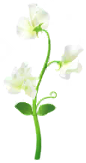 File:White sweet pea Big Flower icon.png