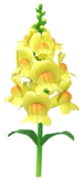 File:Yellow snapdragon Big Flower icon.png