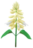 File:White salvia Big Flower icon.png