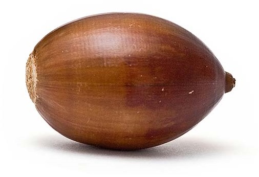 File:Small acorn (real world).jpg