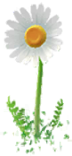 White Big Flower icon.png