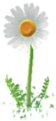 File:White Big Flower icon.png