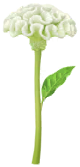 File:White celosia Big Flower icon.png