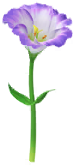 File:Blue prairie gentian Big Flower icon.png