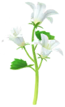 File:White bellflower Big Flower icon.png