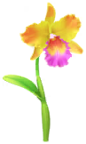 File:Yellow cattleya Big Flower icon.png