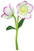File:White helleborus Big Flower icon.png