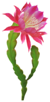 File:Red orchid cactus Big Flower icon.png