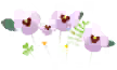 White pansy flowers icon.png