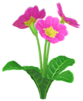 File:Red primrose Big Flower icon.png