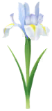 File:White iris Big Flower icon.png