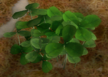 File:P2 Clover Piklopedia.png