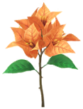 File:Yellow bougainvillea Big Flower icon.png