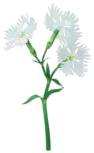 File:White dianthus Big Flower icon.png