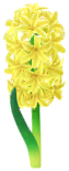 File:Yellow hyacinth Big Flower icon.png