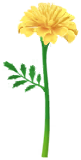 File:Yellow marigold Big Flower icon.png