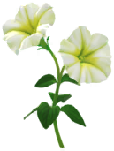 File:White petunia Big Flower icon.png
