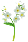 File:White forget-me-not Big Flower icon.png