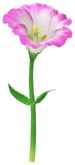 File:Red prairie gentian Big Flower icon.png