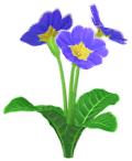 Blue primrose Big Flower icon.