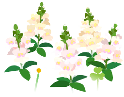 File:White snapdragon flowers icon.png