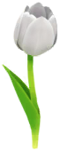 File:White tulip Big Flower icon.png