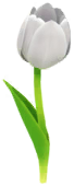 File:White tulip Big Flower icon.png