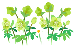 File:Yellow helleborus flowers icon.png