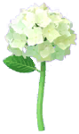 White hydrangea Big Flower icon.