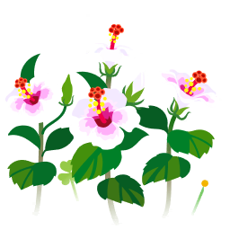 File:White hibiscus flowers icon.png