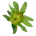 File:Sunseed Berry leaves P2S texture.png
