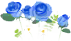 Blue rose flowers icon.png
