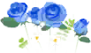 File:Blue rose flowers icon.png
