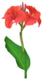 File:Red canna lily Big Flower icon.png