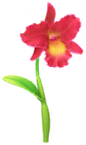 File:Red cattleya Big Flower icon.png