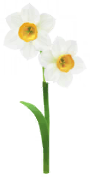 File:White daffodil Big Flower icon.png