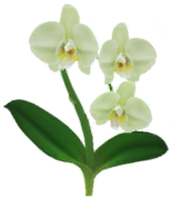 File:White moth orchid Big Flower icon.png