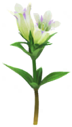 File:White gentian Big Flower icon.png