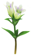File:White gentian Big Flower icon.png