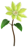 File:Yellow clematis Big Flower icon.png