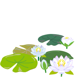File:White water lily flowers icon.png