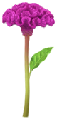 File:Blue celosia Big Flower icon.png