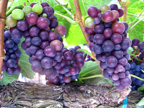 File:Pinot Noir Grapes Ripening.jpg